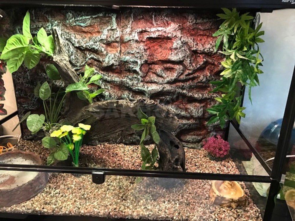 Задний фон для террариума эублефара