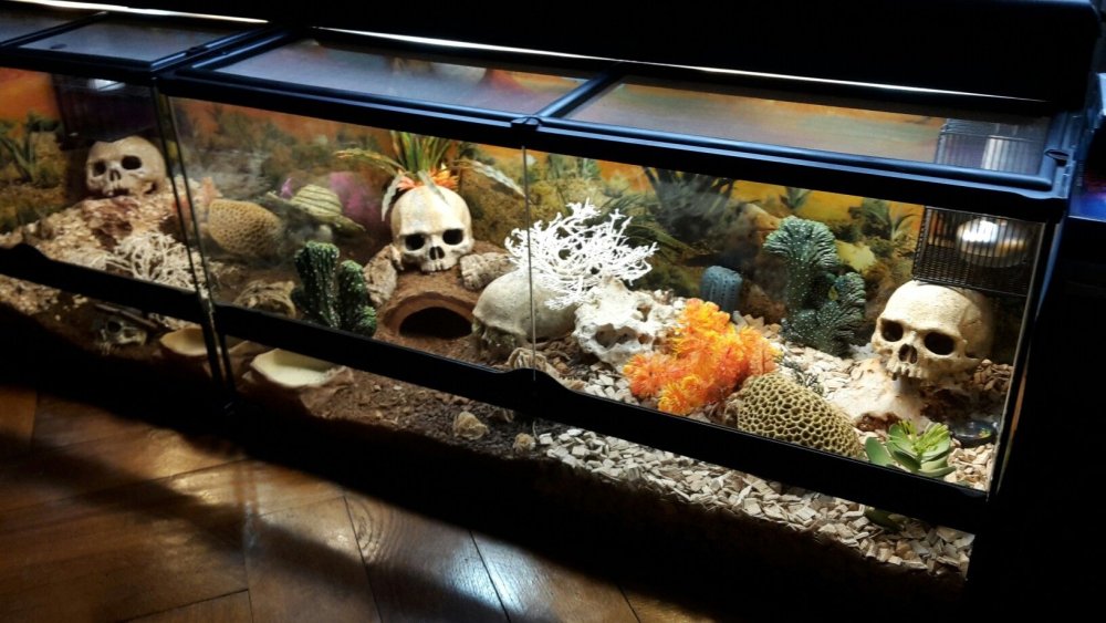 Leopard Gecko Terrarium