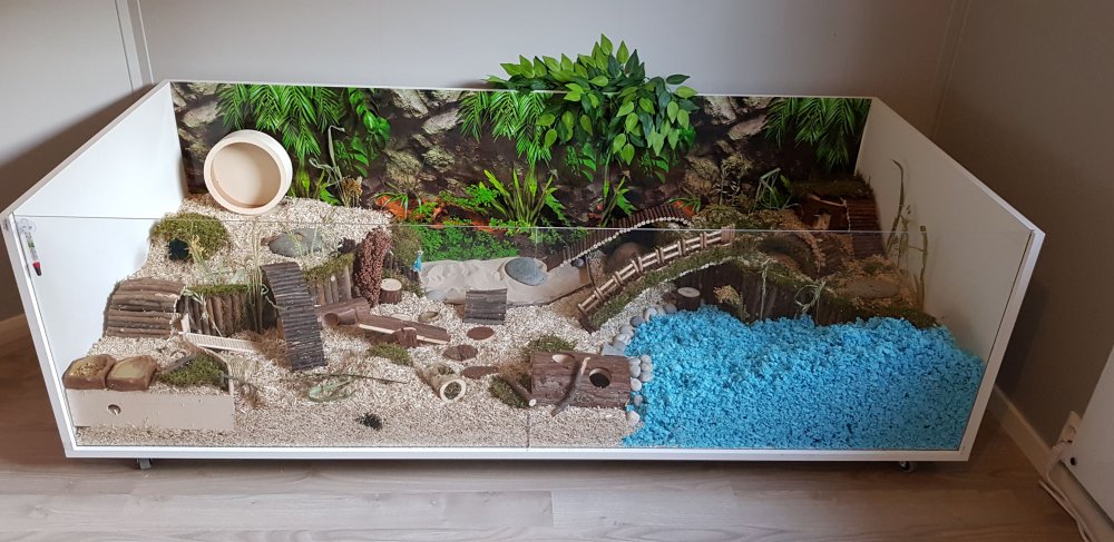 Большой террариум для хомяка