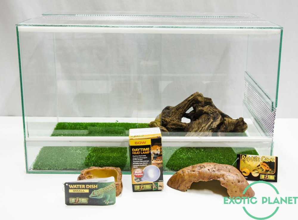 Геккон эублефар в террариуме