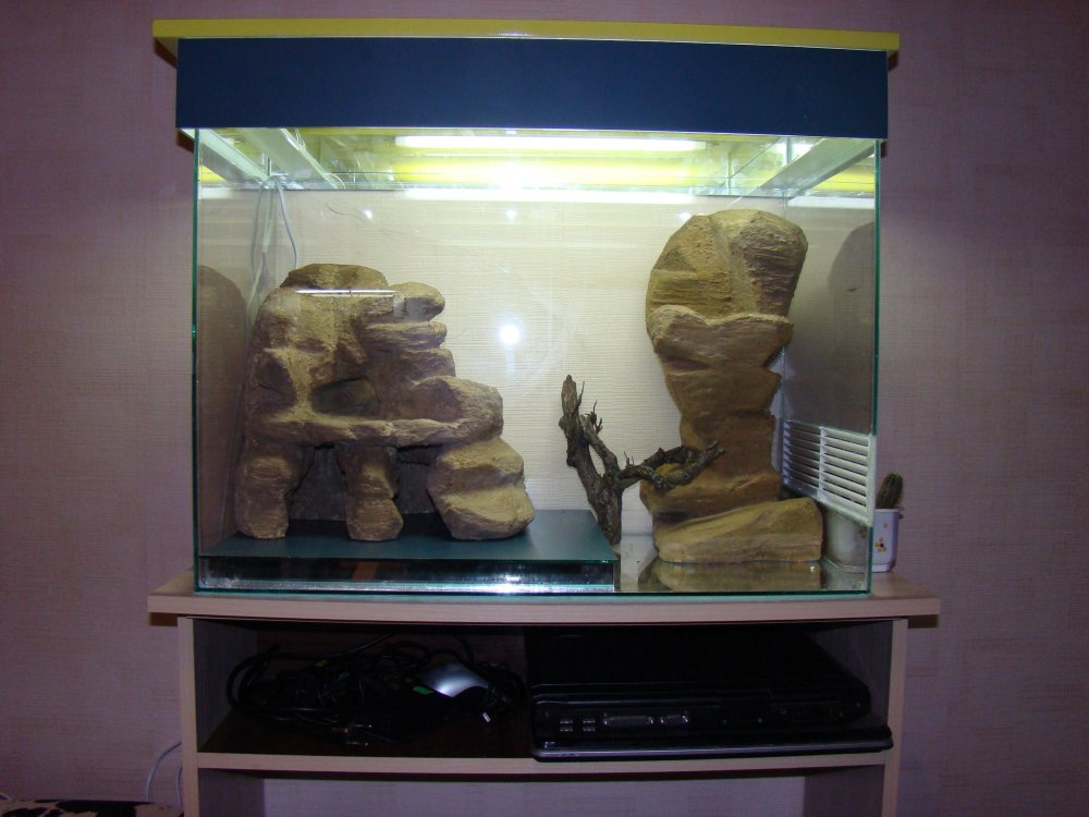 Ящерица эублефар террариум