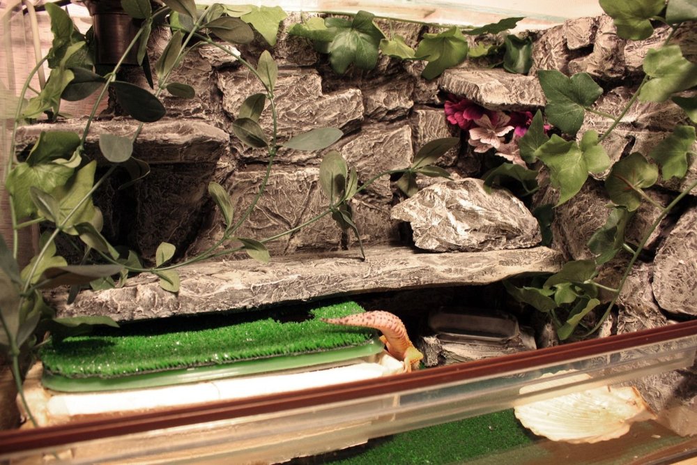 Эублефары террариум