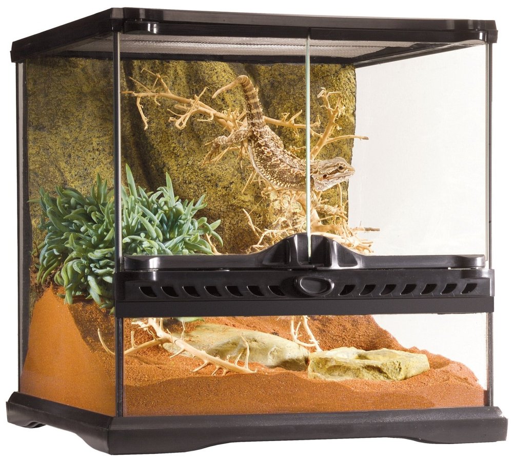 Террариум для бородатой агамы