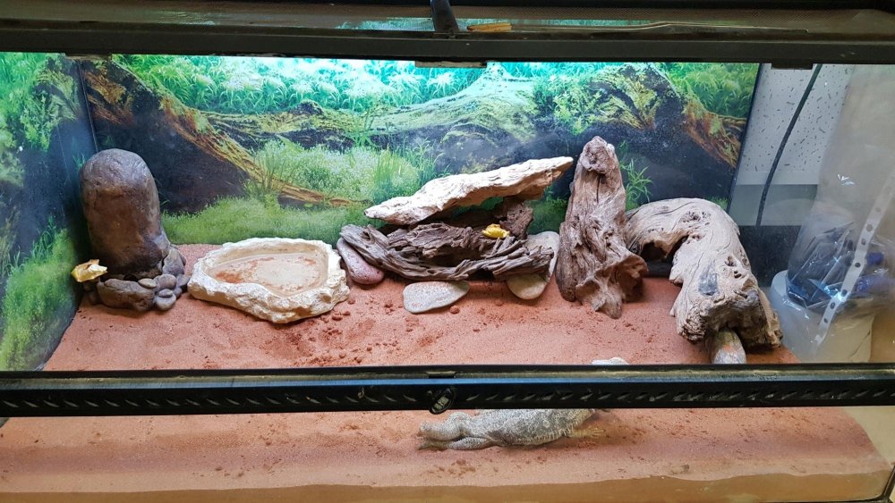 Террариум для бородатой агамы EXO Terra