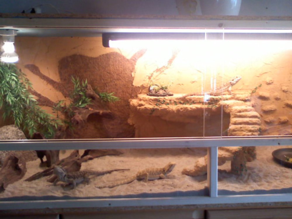 Пустынный террариум