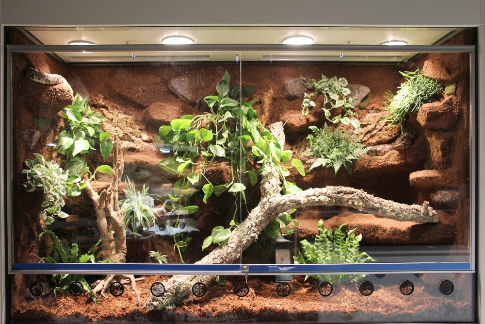 Задний фон для террариума эублефара