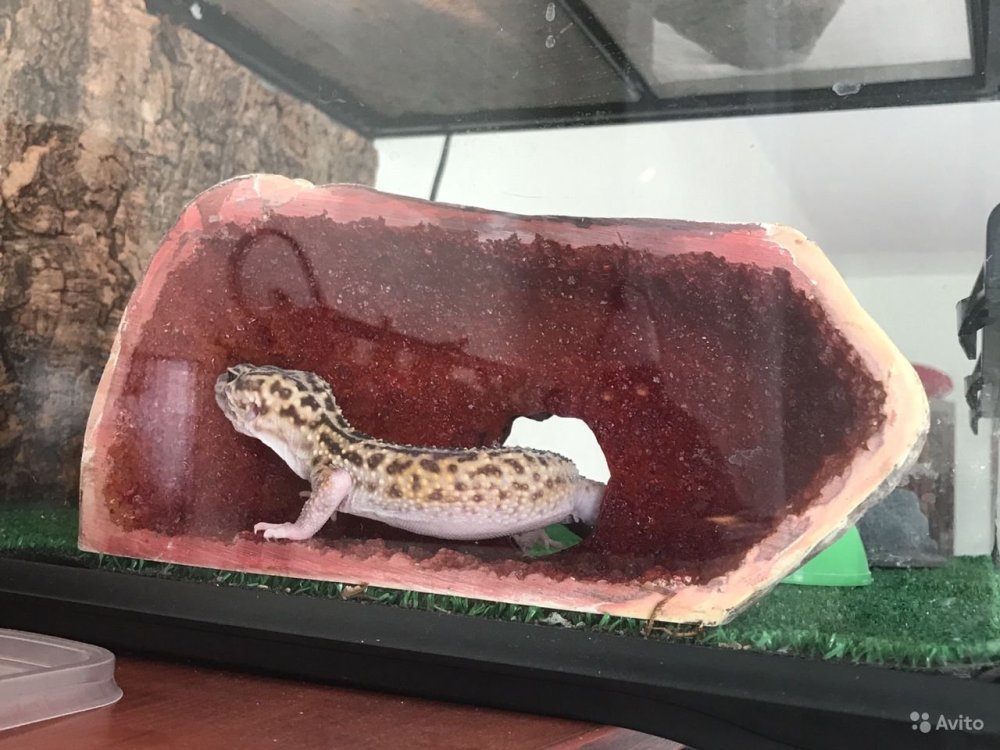 Эублефар террариум 45/45