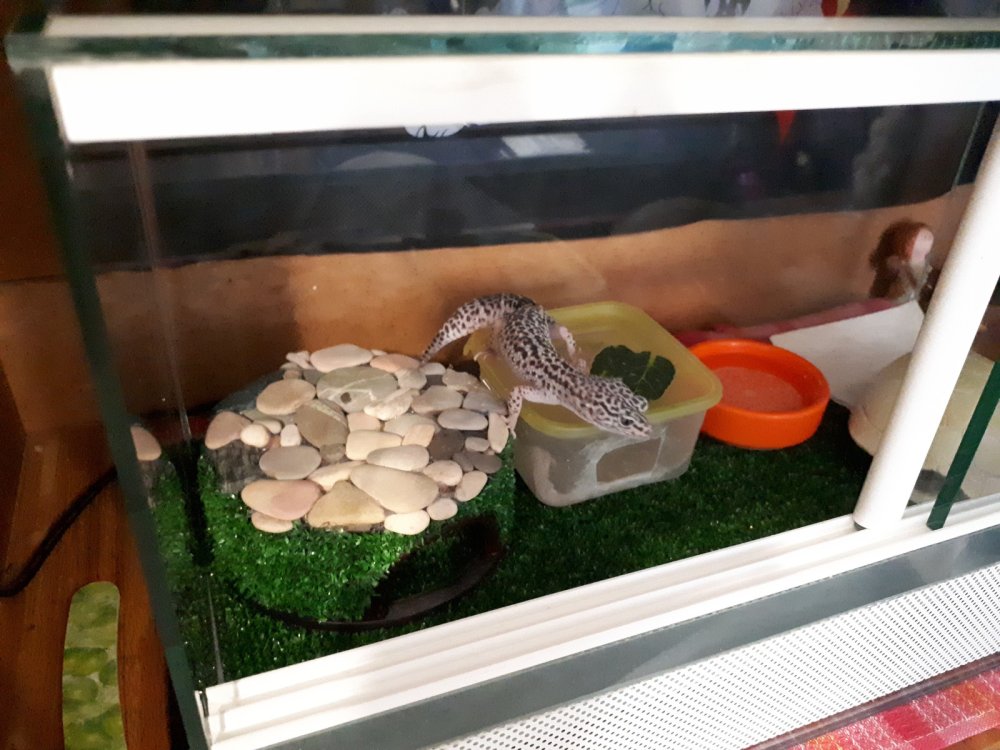 Геккон эублефар в террариуме