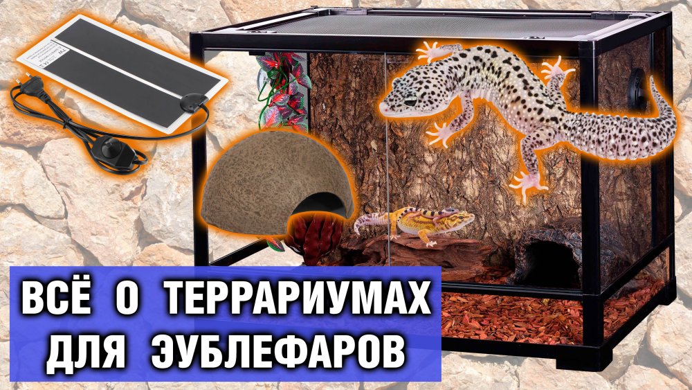 Размер террариума для эублефара