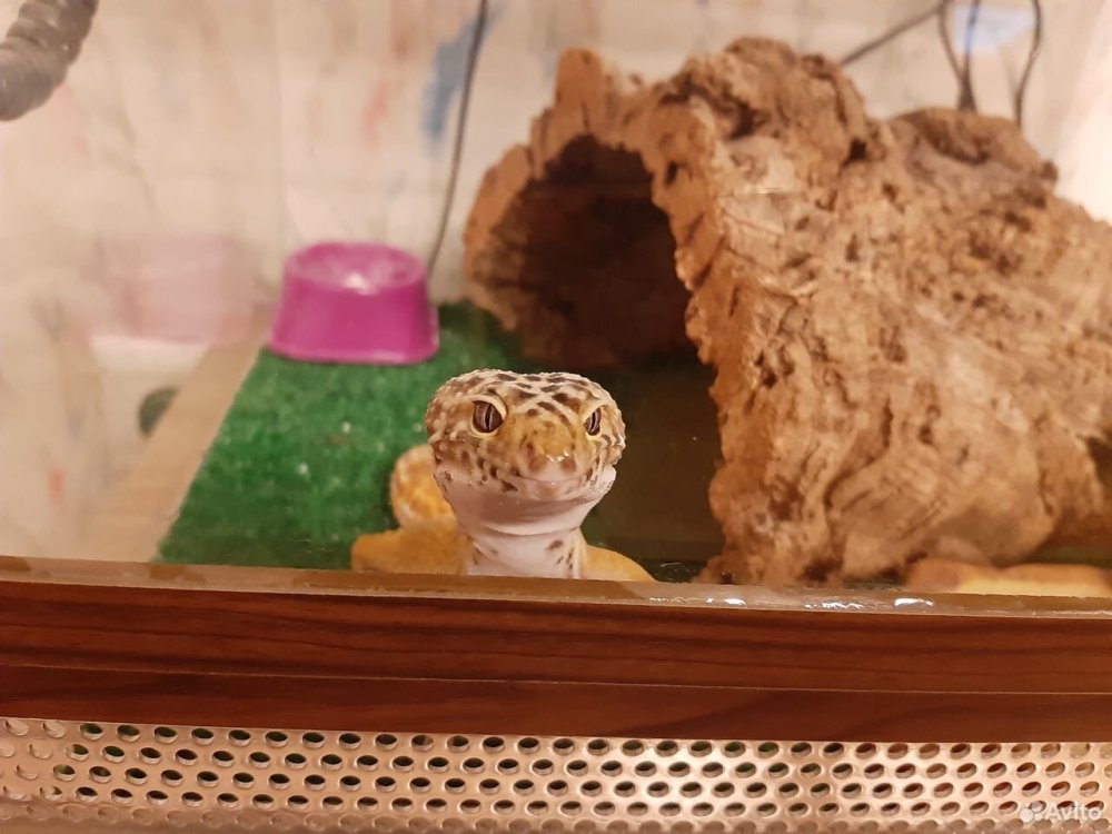Эублефар в террариуме 30 30