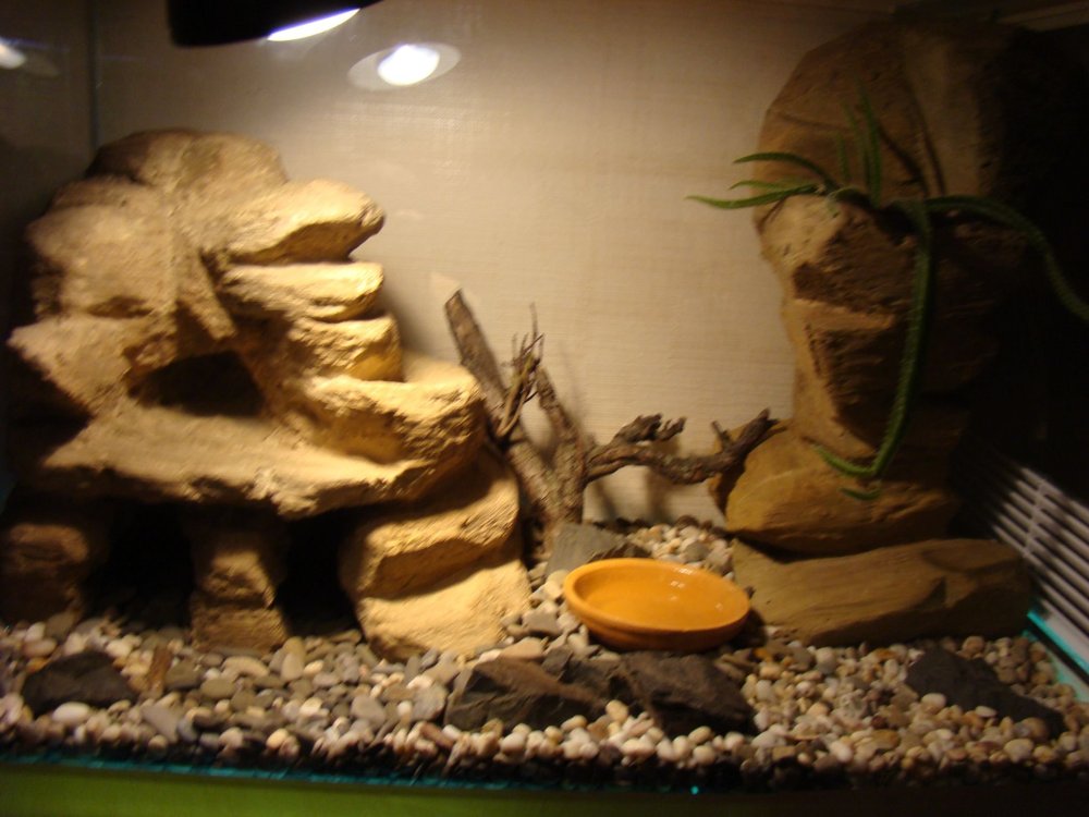 Природный биотоп эублефара