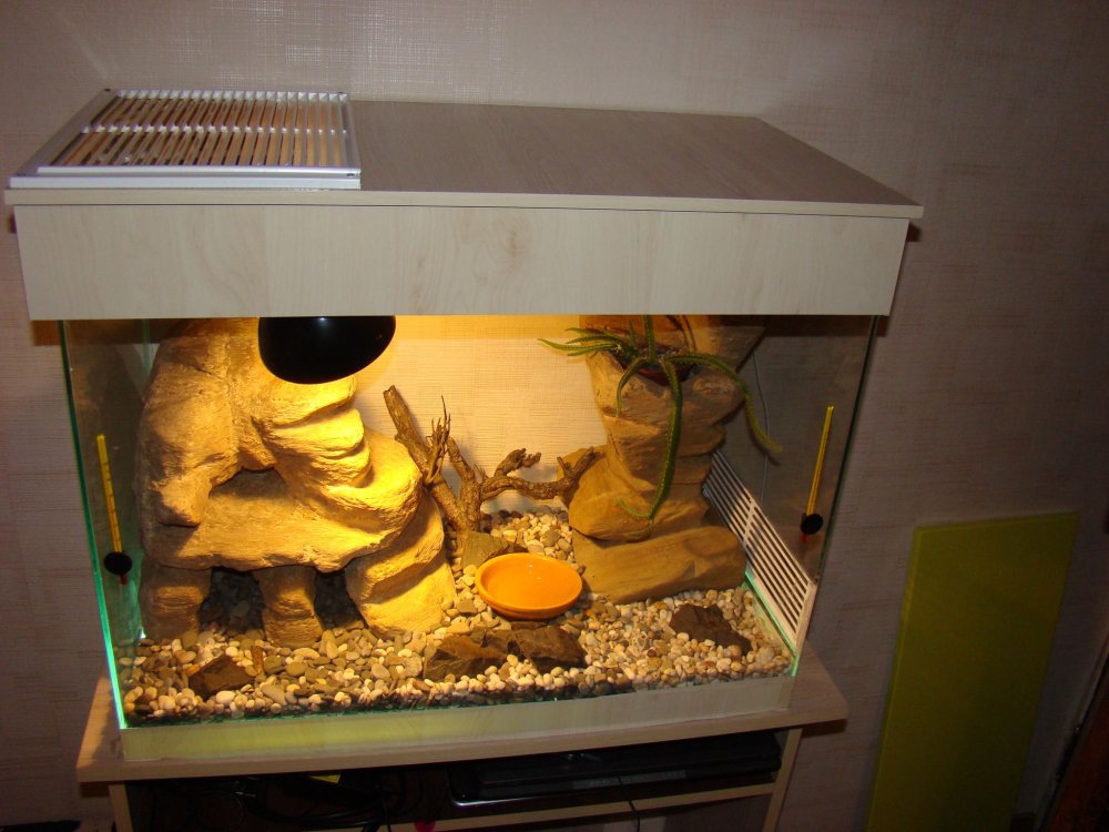 Геккон эублефар в террариуме