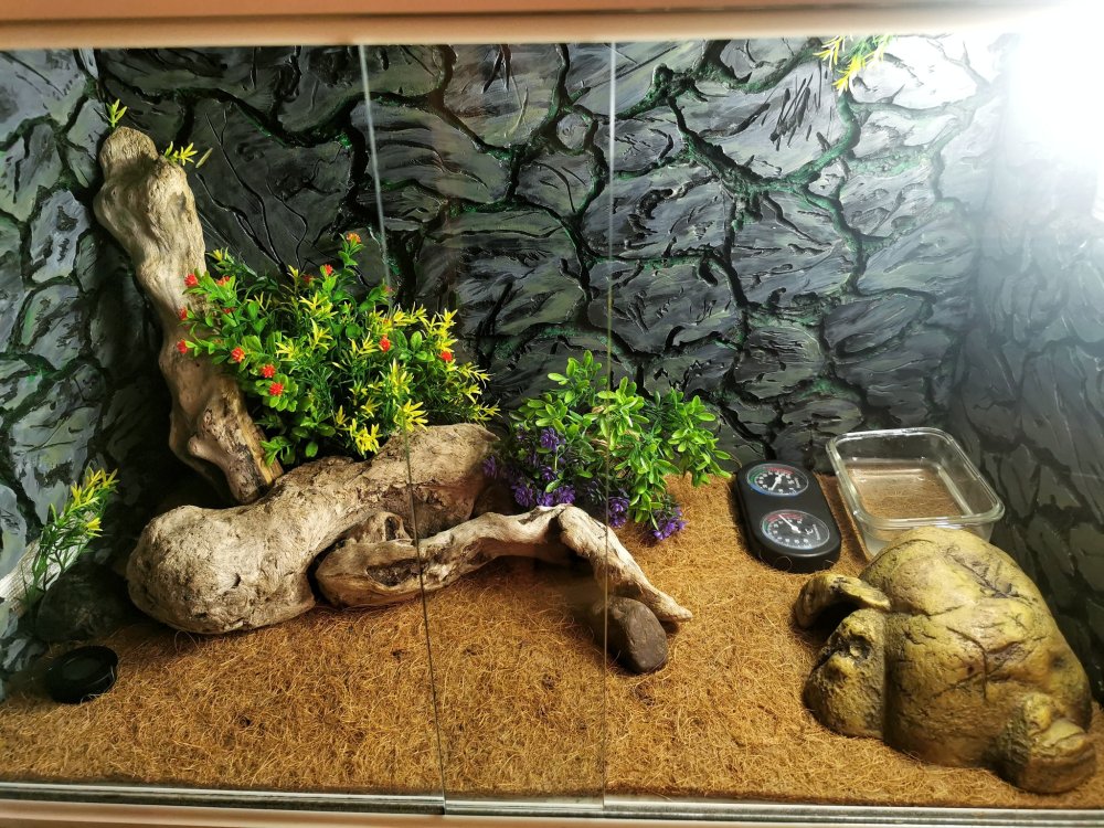 Фон для террариума эублефара