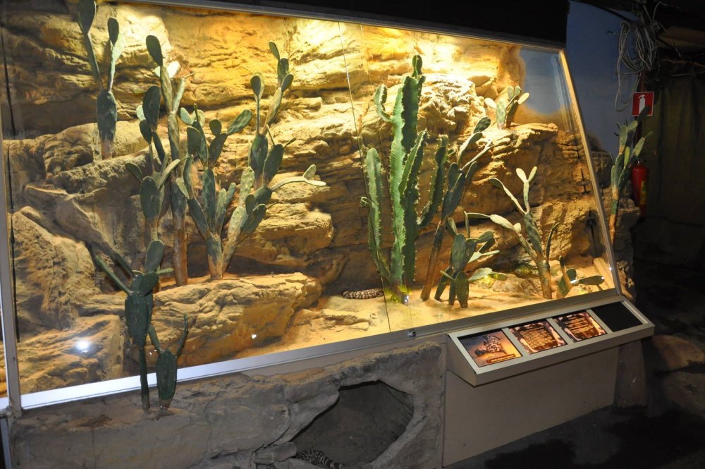 Террариум биотоп