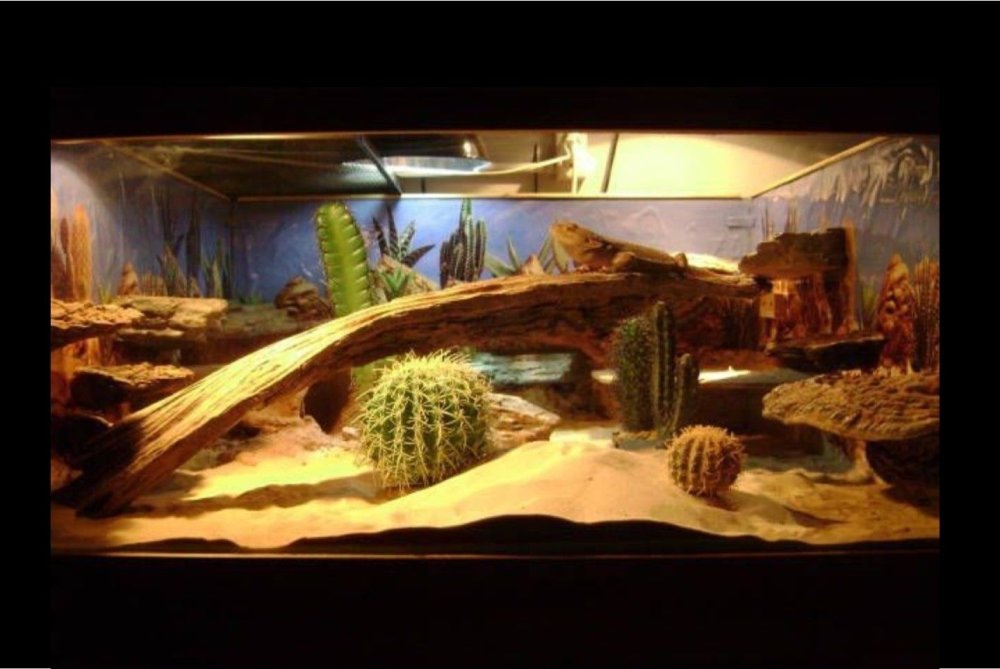 Пустынный террариум для агамы