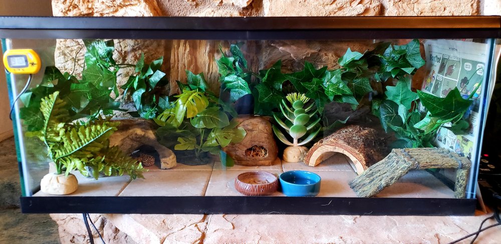 Террариум для леопардового геккона