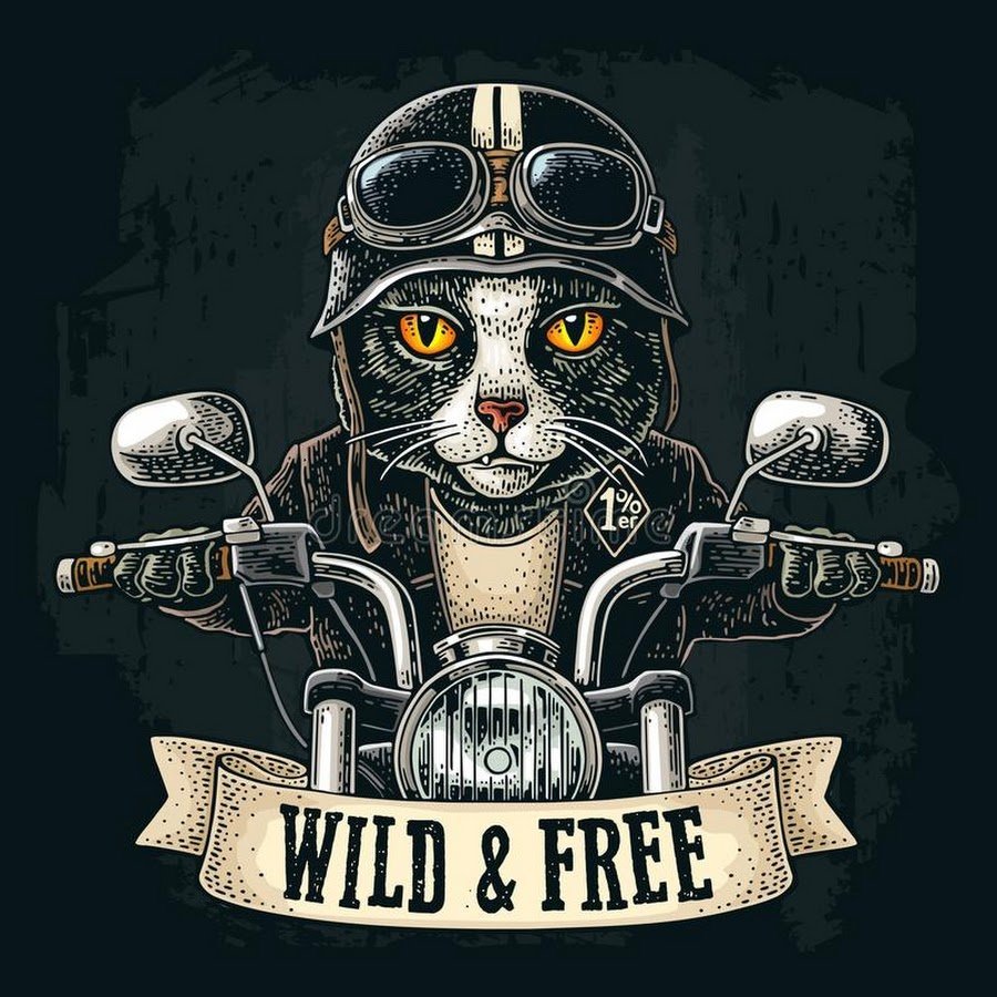 Кот мотоциклист