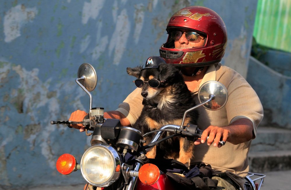 Собака в каске на мотоцикле