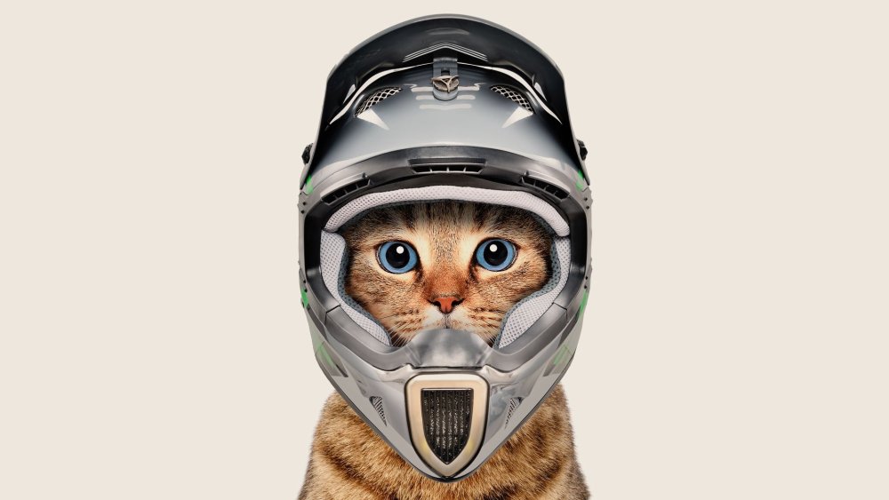 Кот в мотоциклетном шлеме