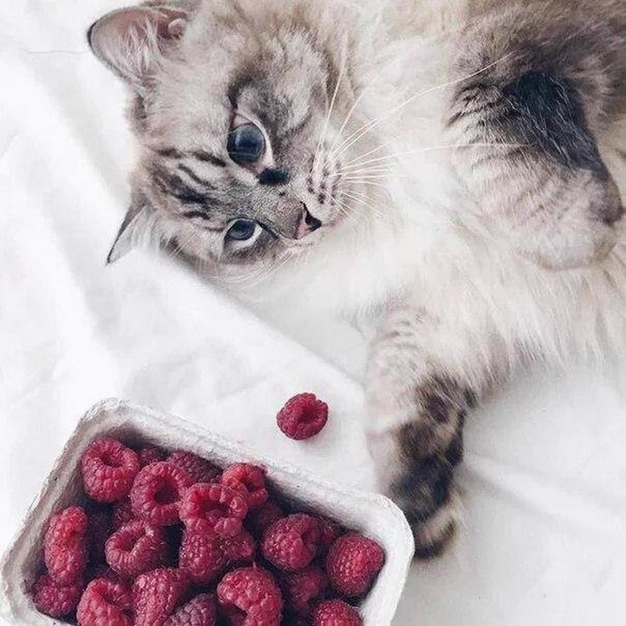 Котик с малиной