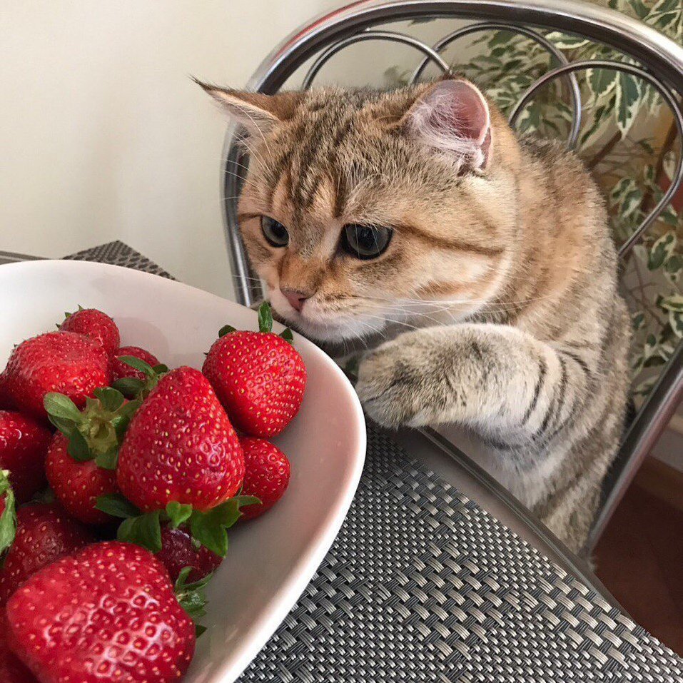 Котик ест клубнику