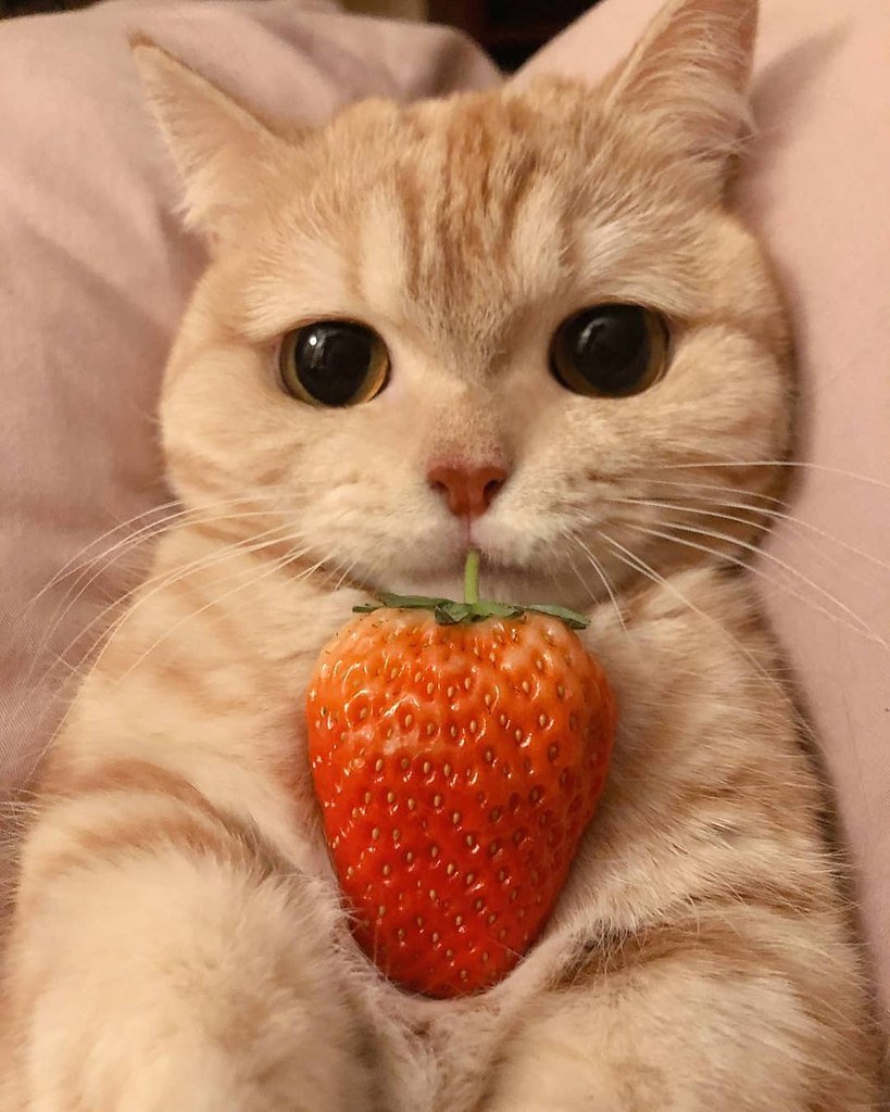 Котенок с клубникой