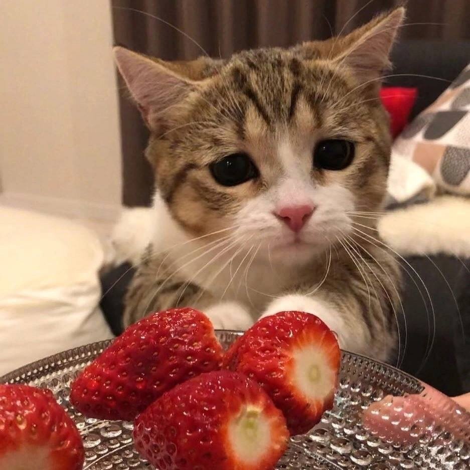 Милые котики с клубникой