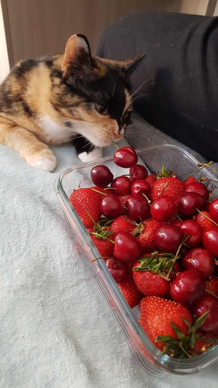 Кот и земляника