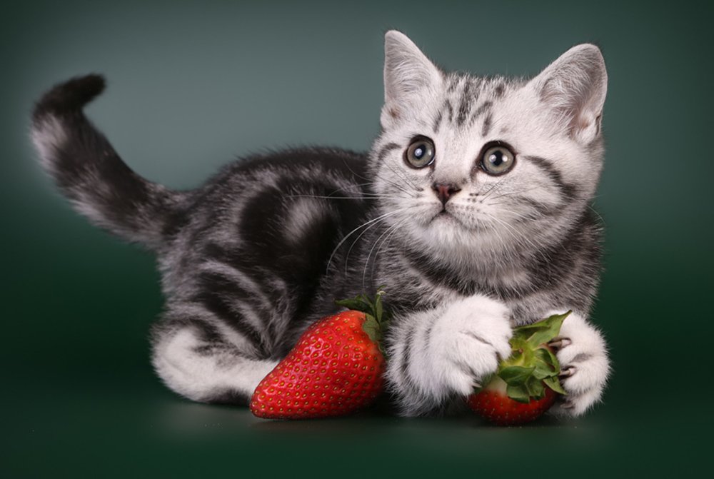 Котята и фрукты