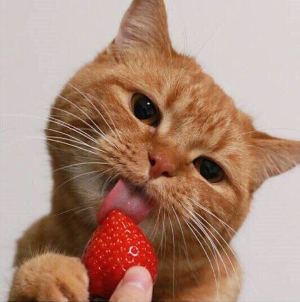 Котенок с клубникой