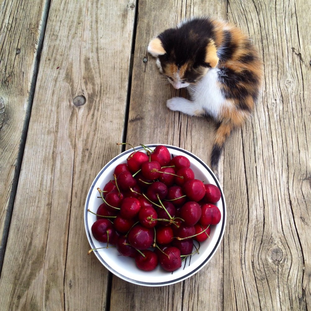 Кот с вишенкой