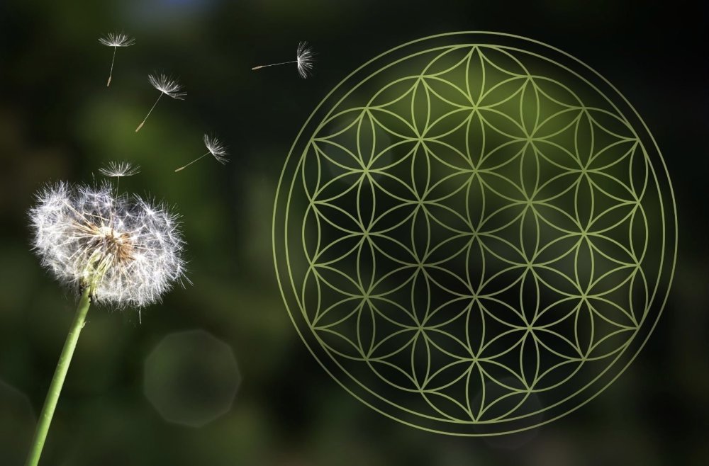 Одуванчик Сакральная геометрия
