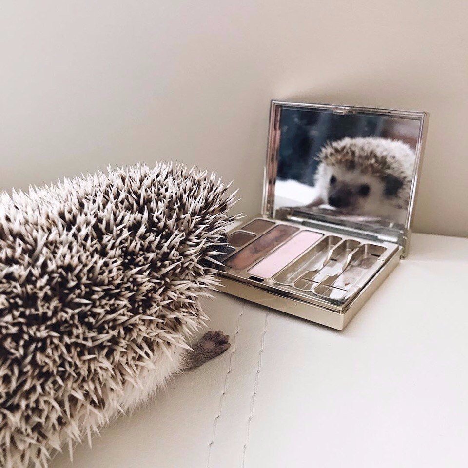 Креативный Ежик