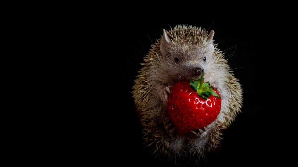 Ежик на черном фоне