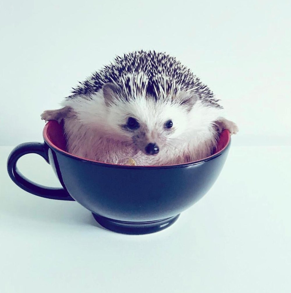 Ёжик улыбается в шапочке