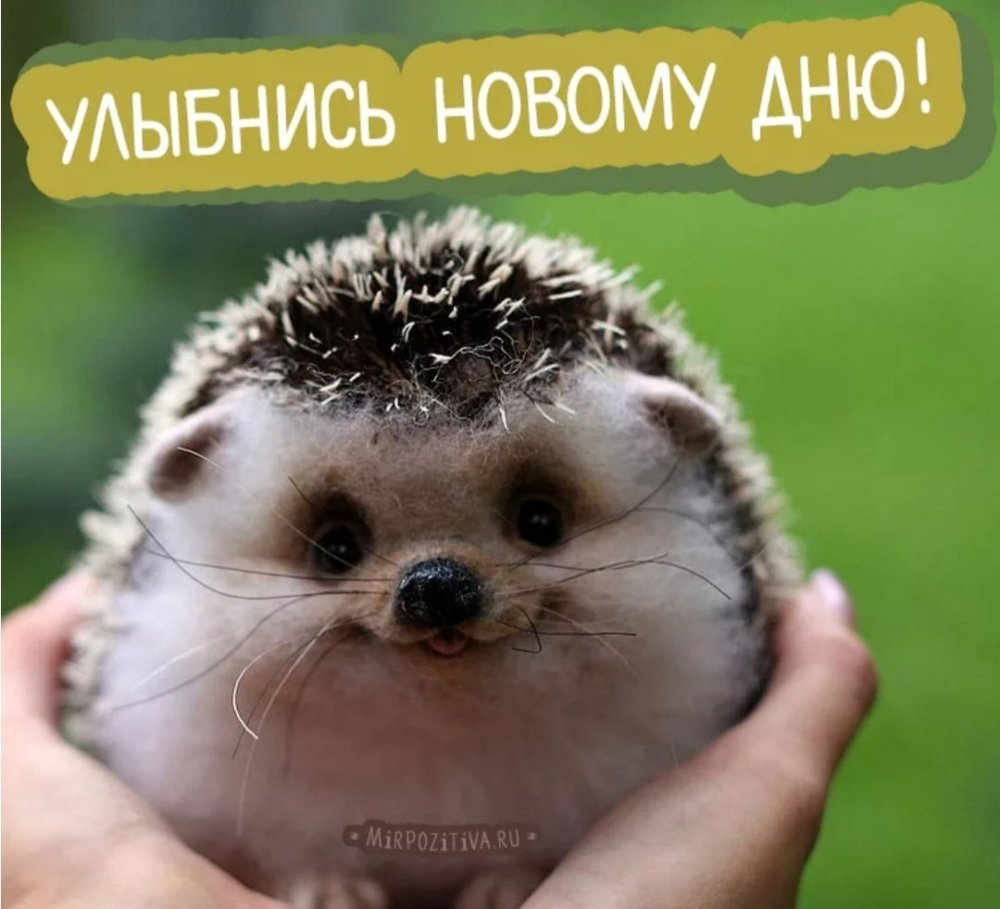 Ежик в руках