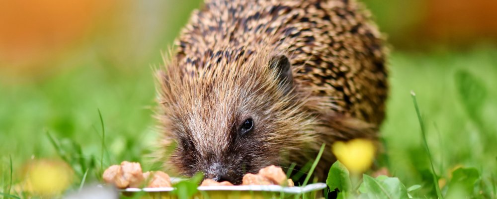 Сельхоз ежики