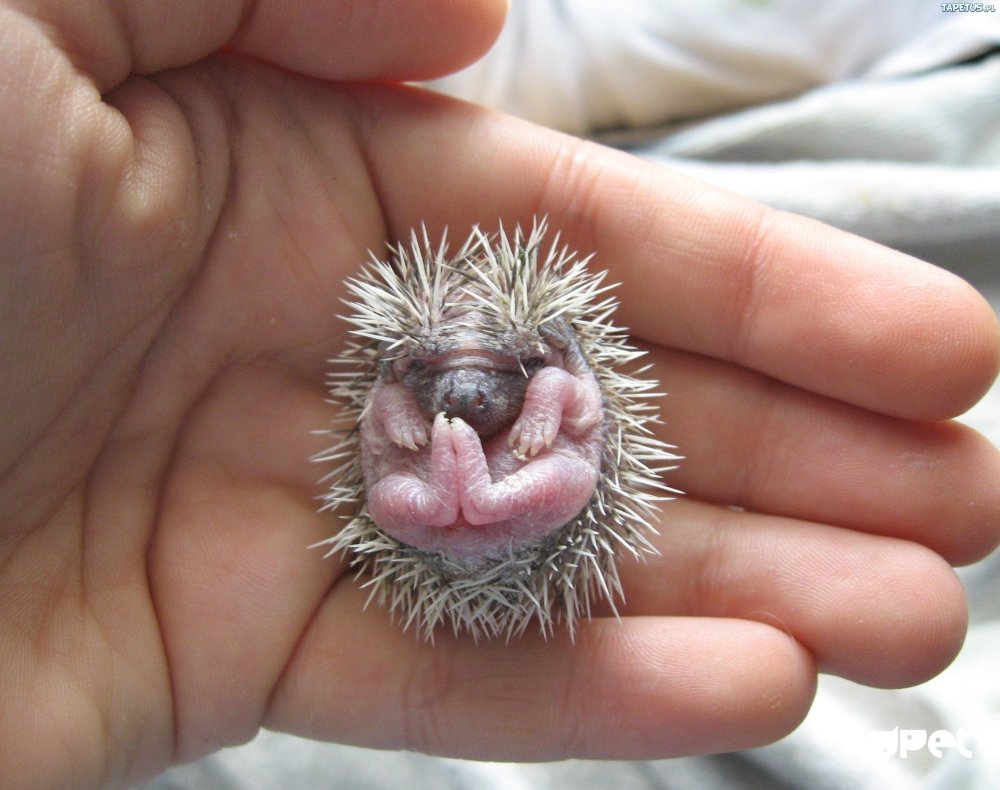 Новорожденный Ежик