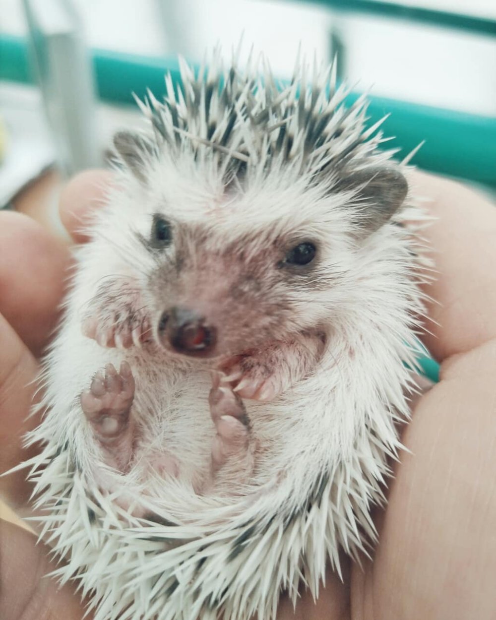 Ежик улыбайся