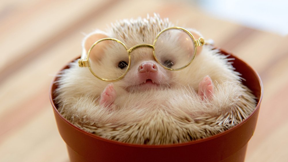 Крутой Ежик