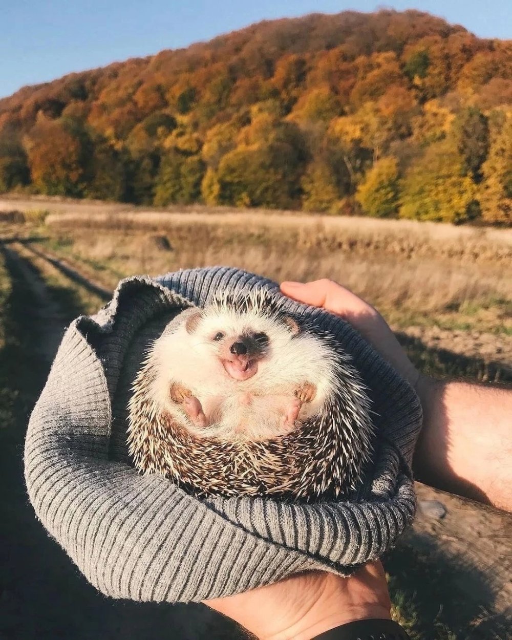 Ежик улыбайся