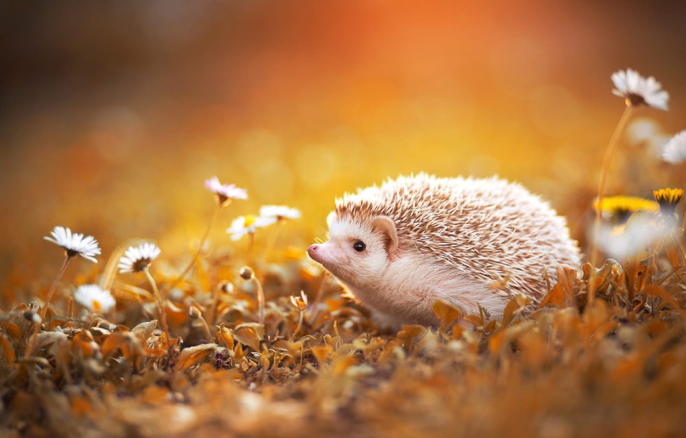 Ежик Лисичкин