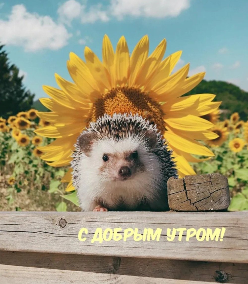 Необычные ежики