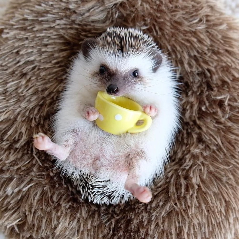 Ежик на прозрачном фоне