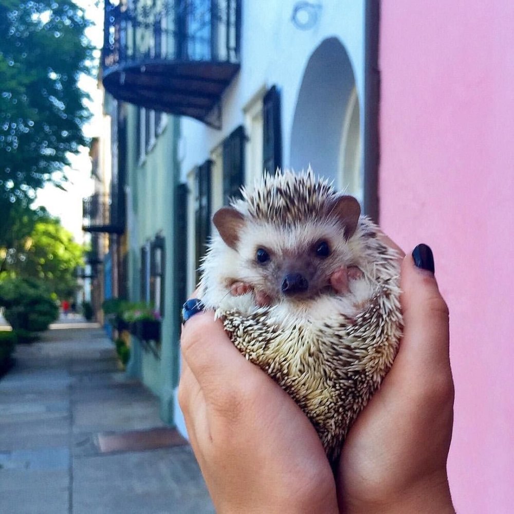 Ежик в руках