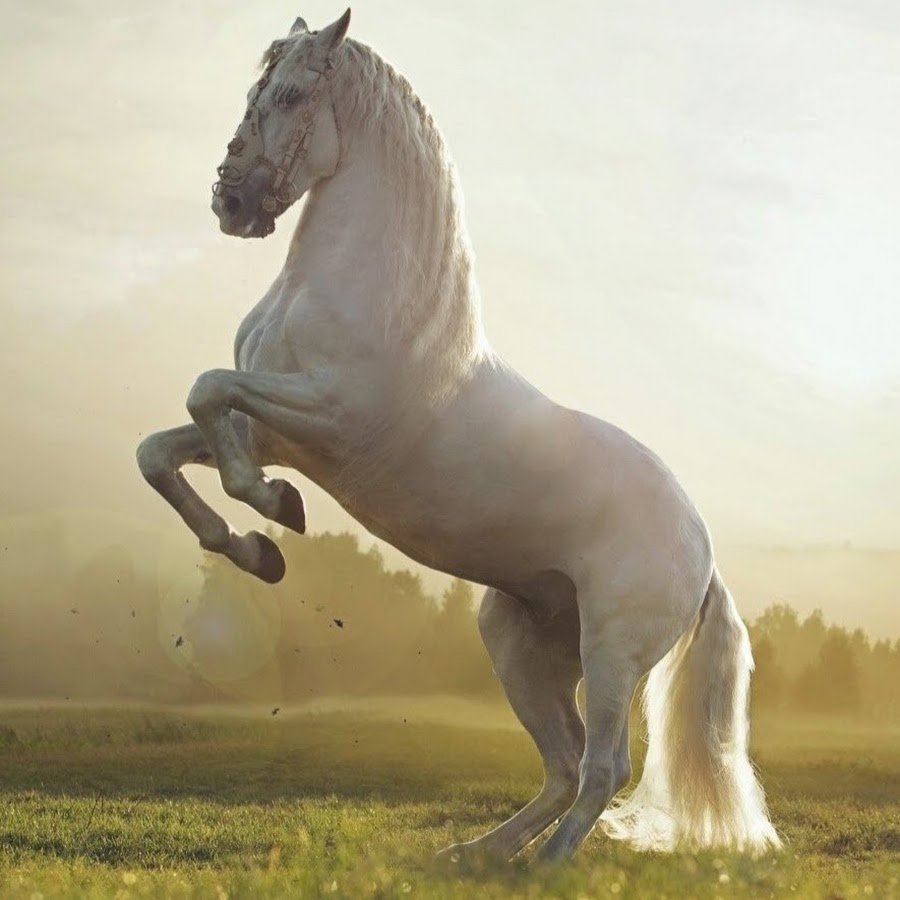 Лошади на свободе