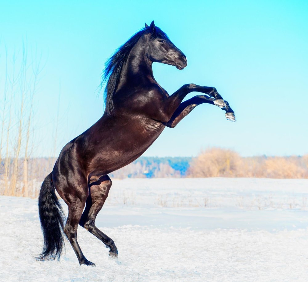 Рысак Мустанг