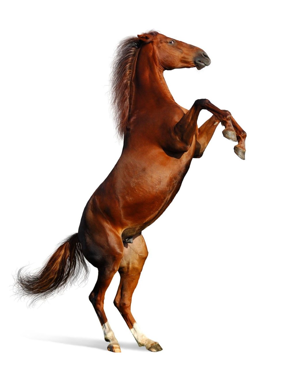 Конь на дыбах