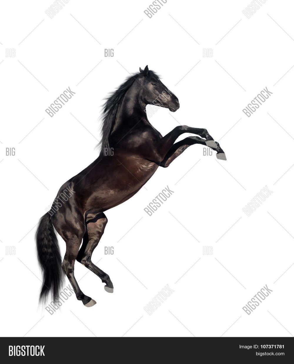 Черная лошадь аватар на белом фоне
