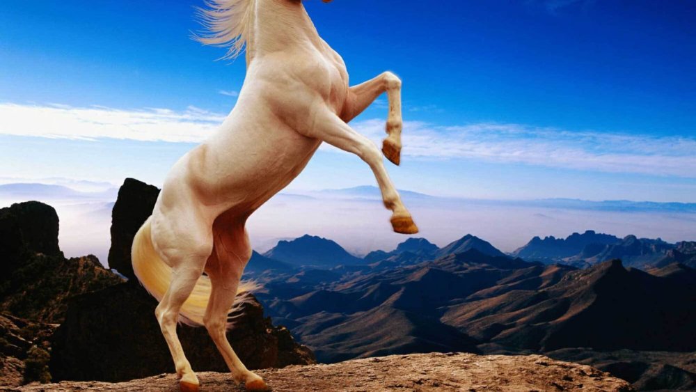 Лошадь на дыбах